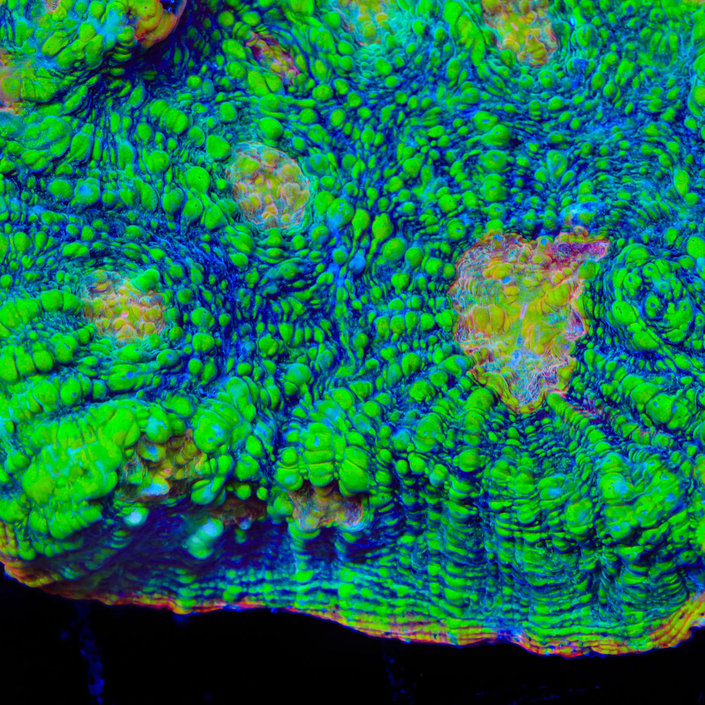 TSA Crocodile Smile Chalice Coral