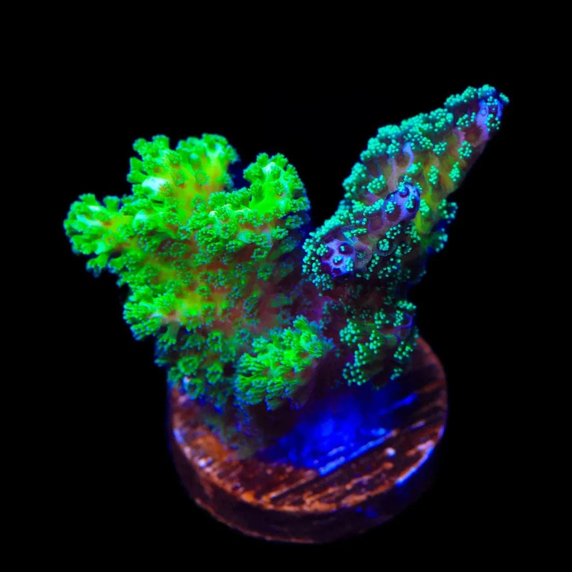 TSA Double Trouble Pocillopora Coral