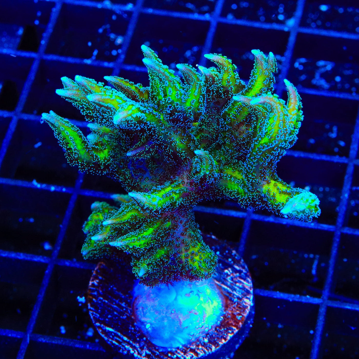 TSA Dragon Claw Birdsnest XL Frag Coral