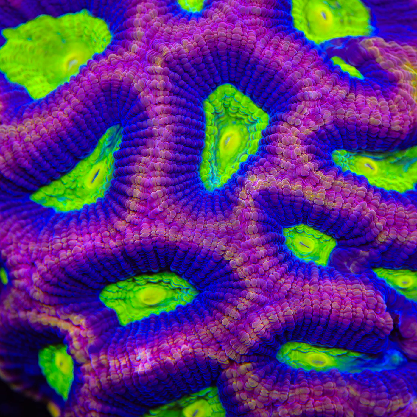 TSA Peach Streak Dragon Soul Favia Coral