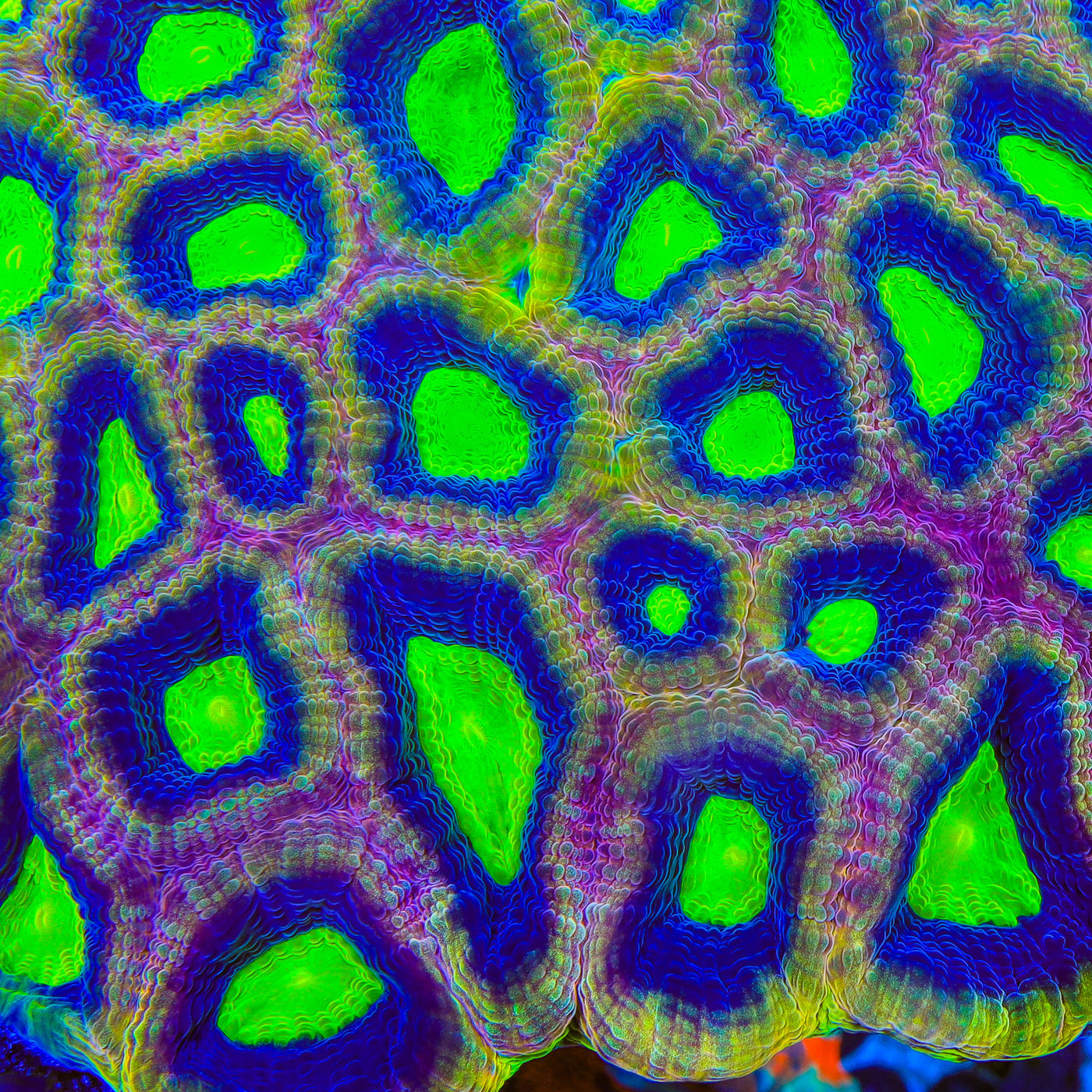 TSA Dragon Scale Favia Coral