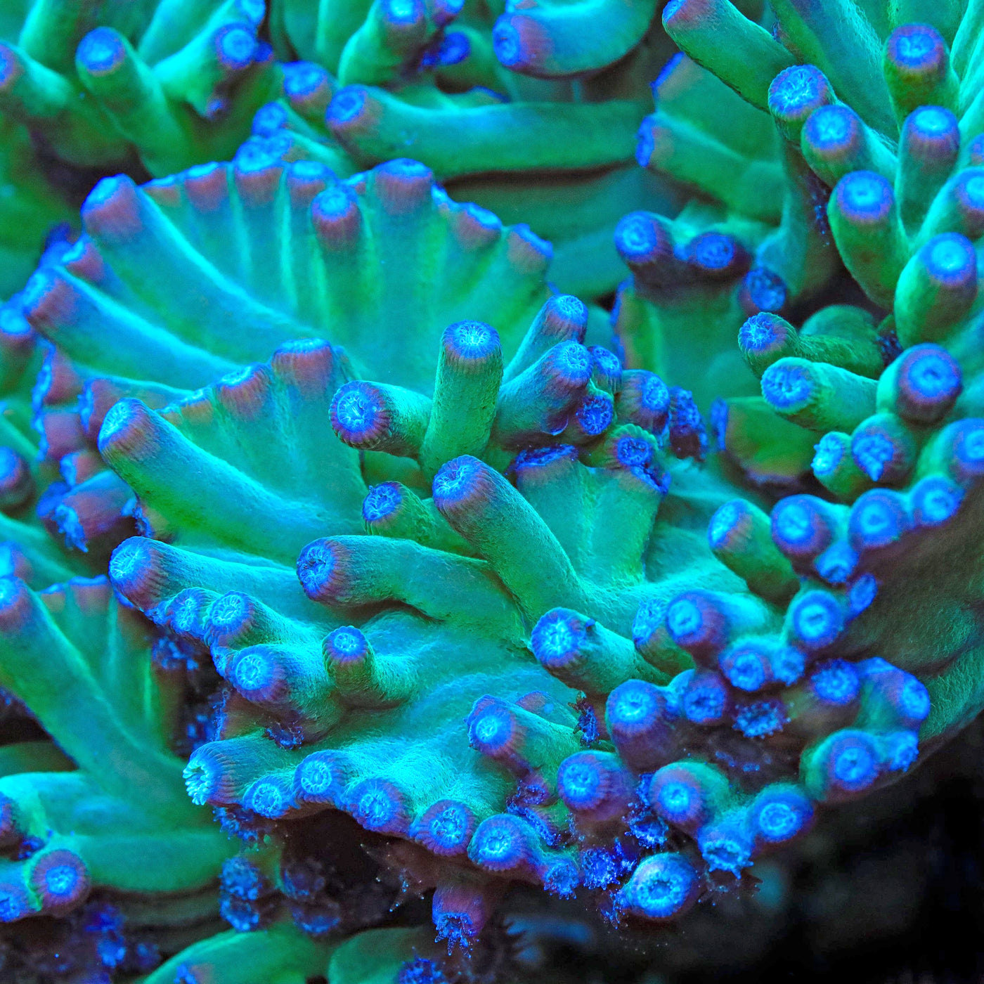 TSA Emerald Branching Turbinaria Heronensis Coral
