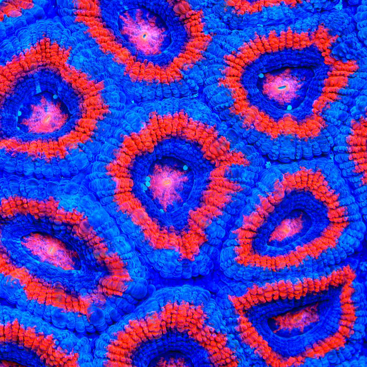 TSA Firecracker Micromussa Acan Coral