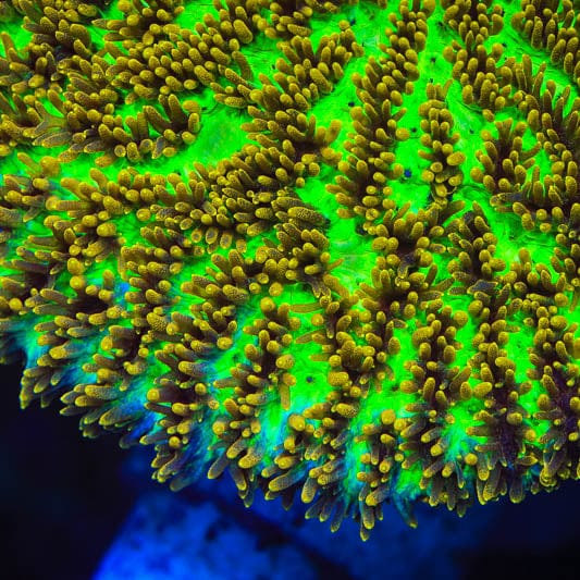 TSA Gamma Knife Coral