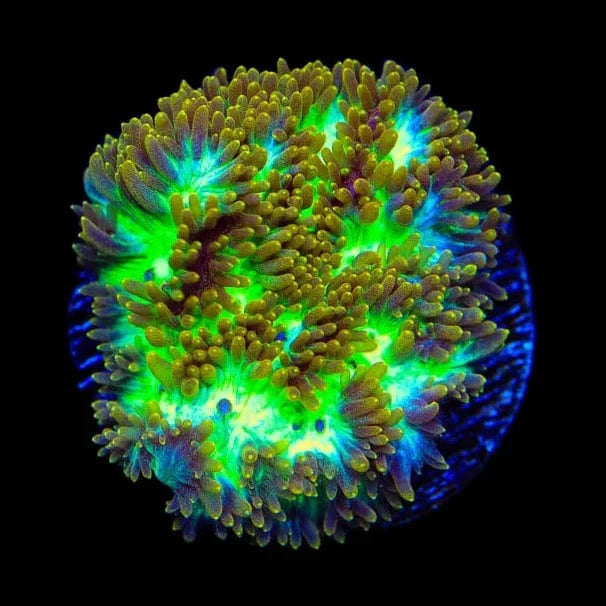 TSA Gamma Knife Coral