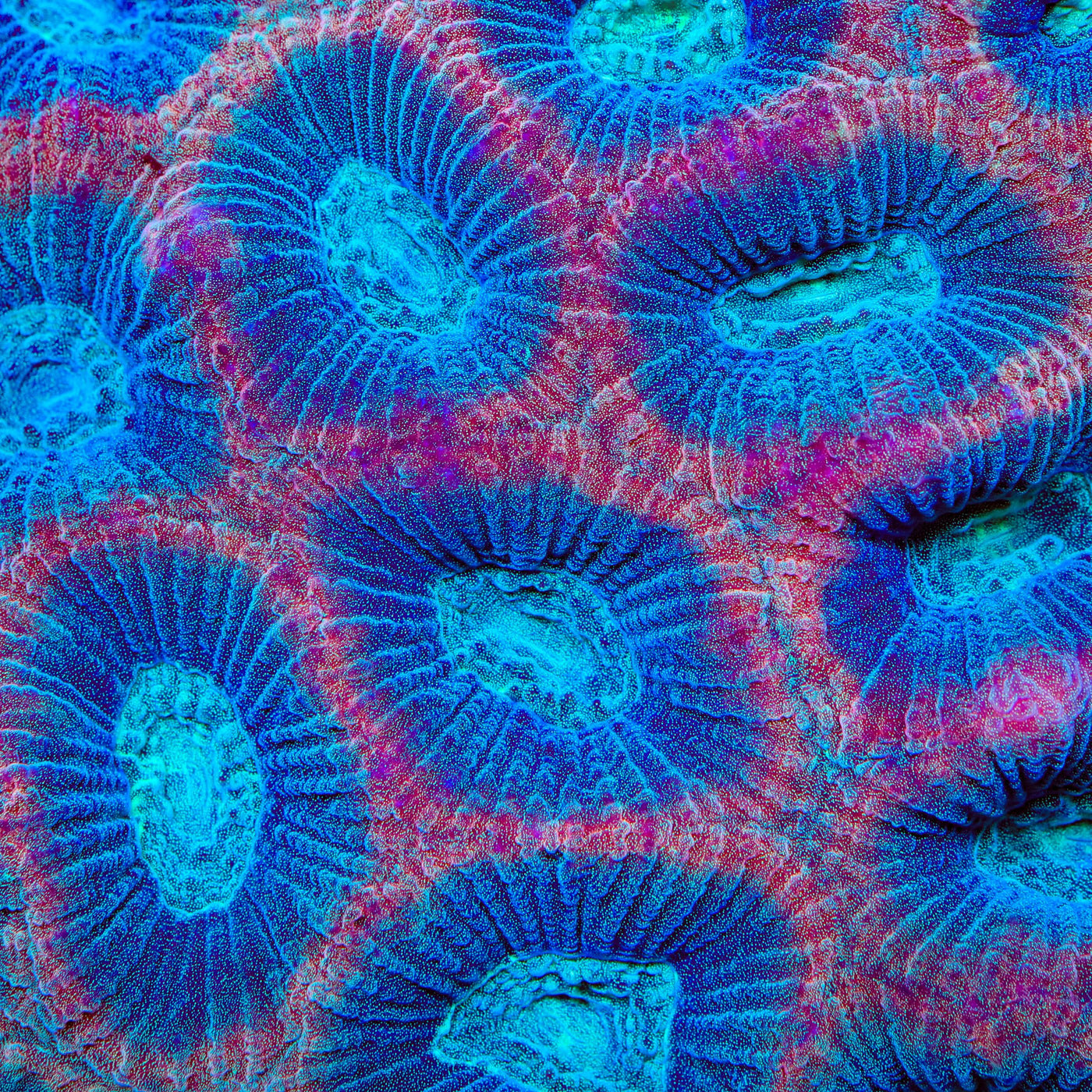 TSA Prism Favia Coral