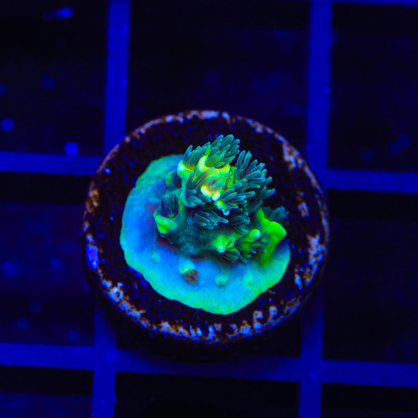 TSA Goldilocks Gumdrop Acropora Coral