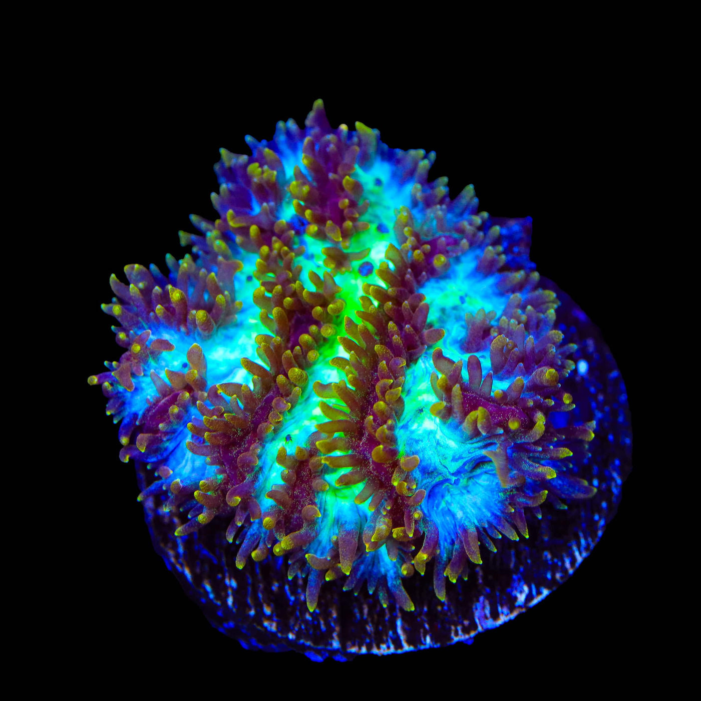 TSA Grafted Gamma Knife Coral