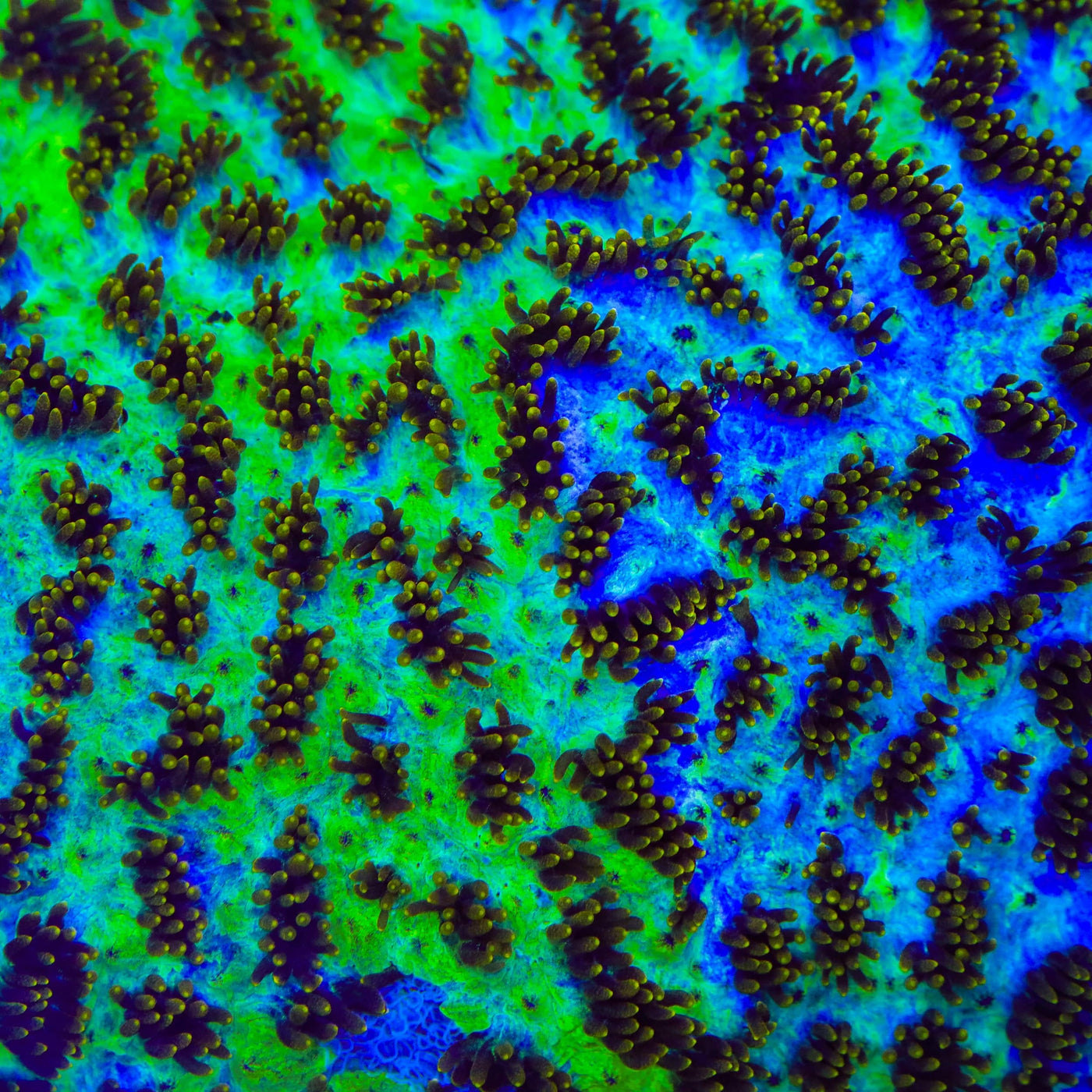 TSA Grafted Gamma Knife Coral