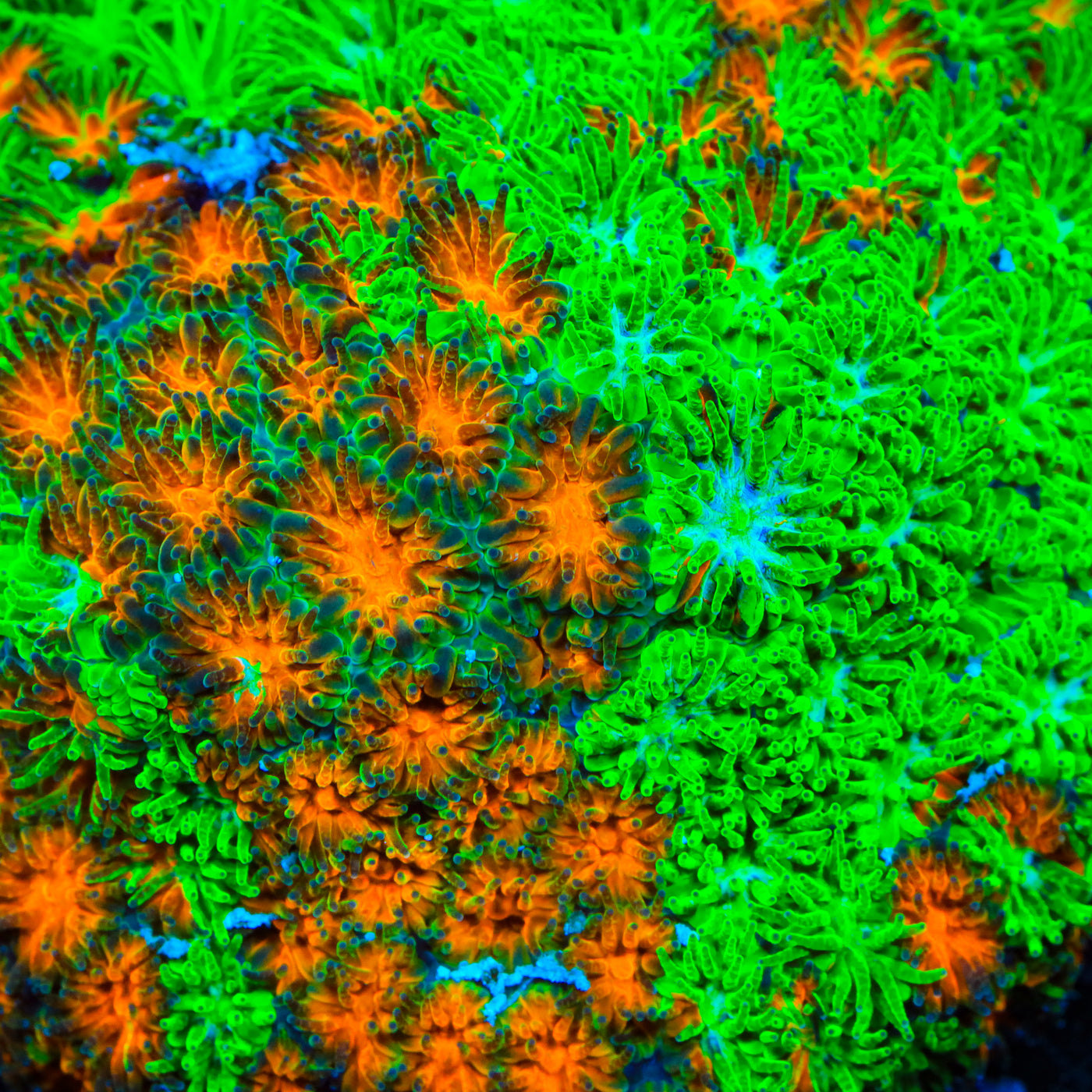 TSA Grafted Two to Tango Leptastrea Coral