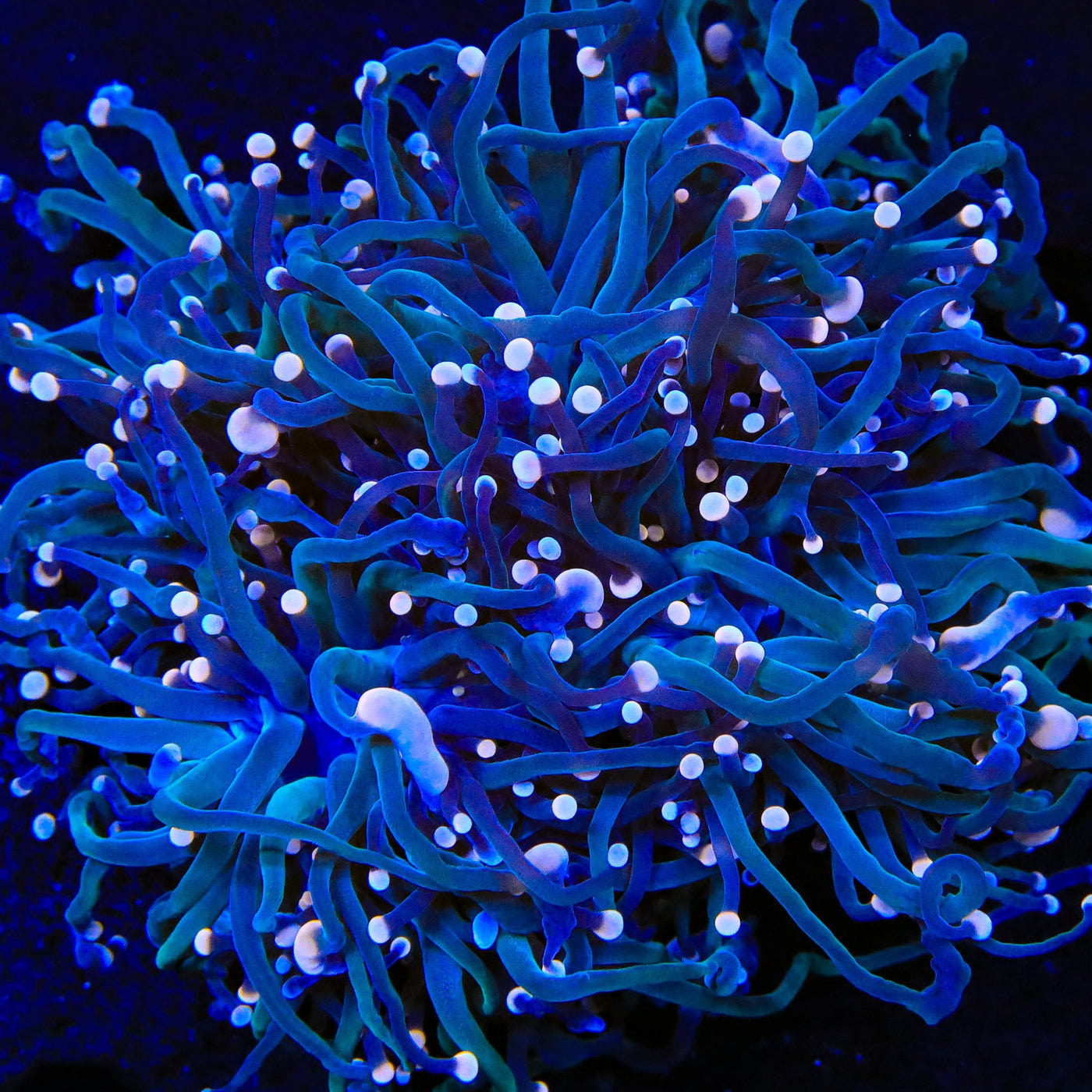 TSA Hocus Pocus Torch Coral