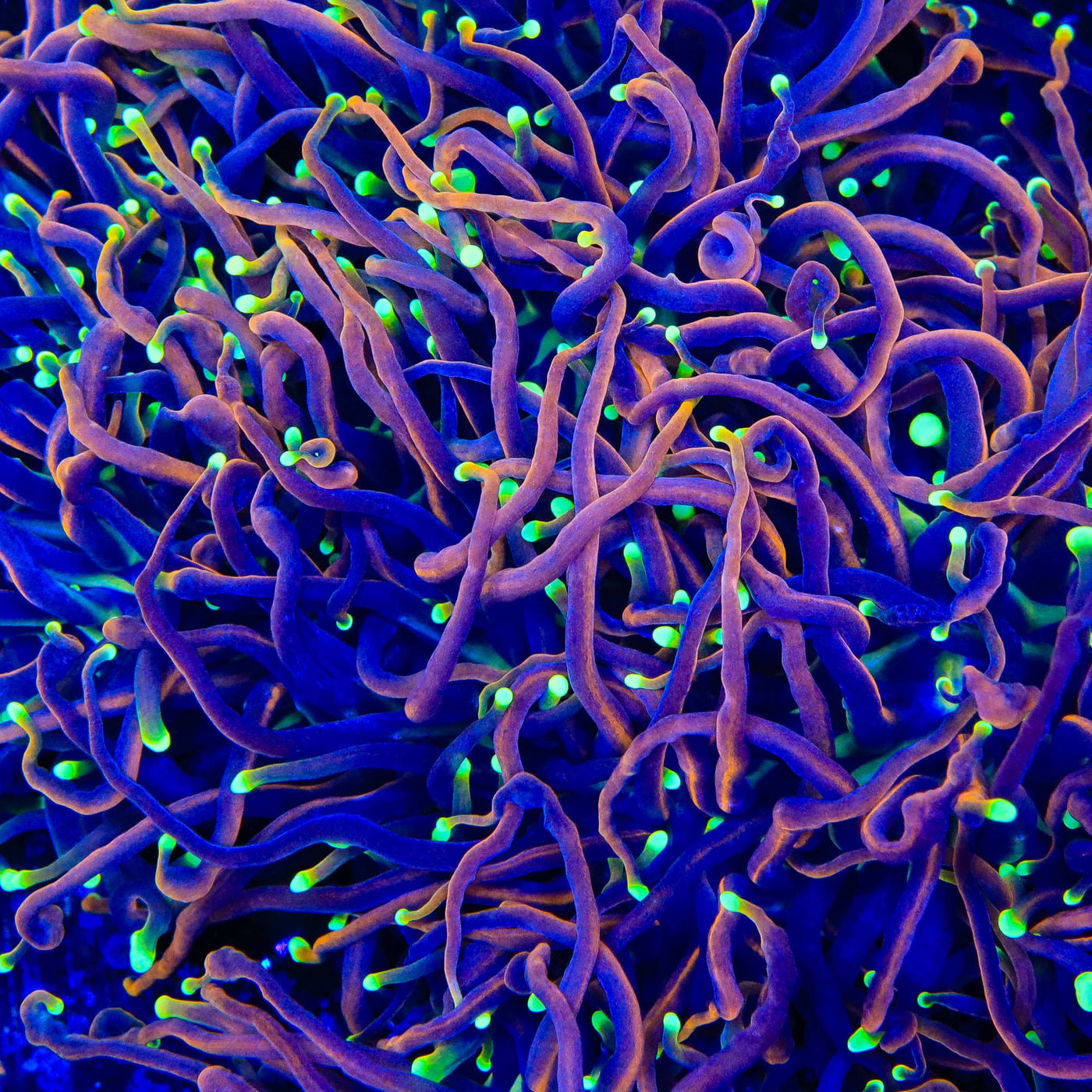 TSA Jester Insanity Torch Coral