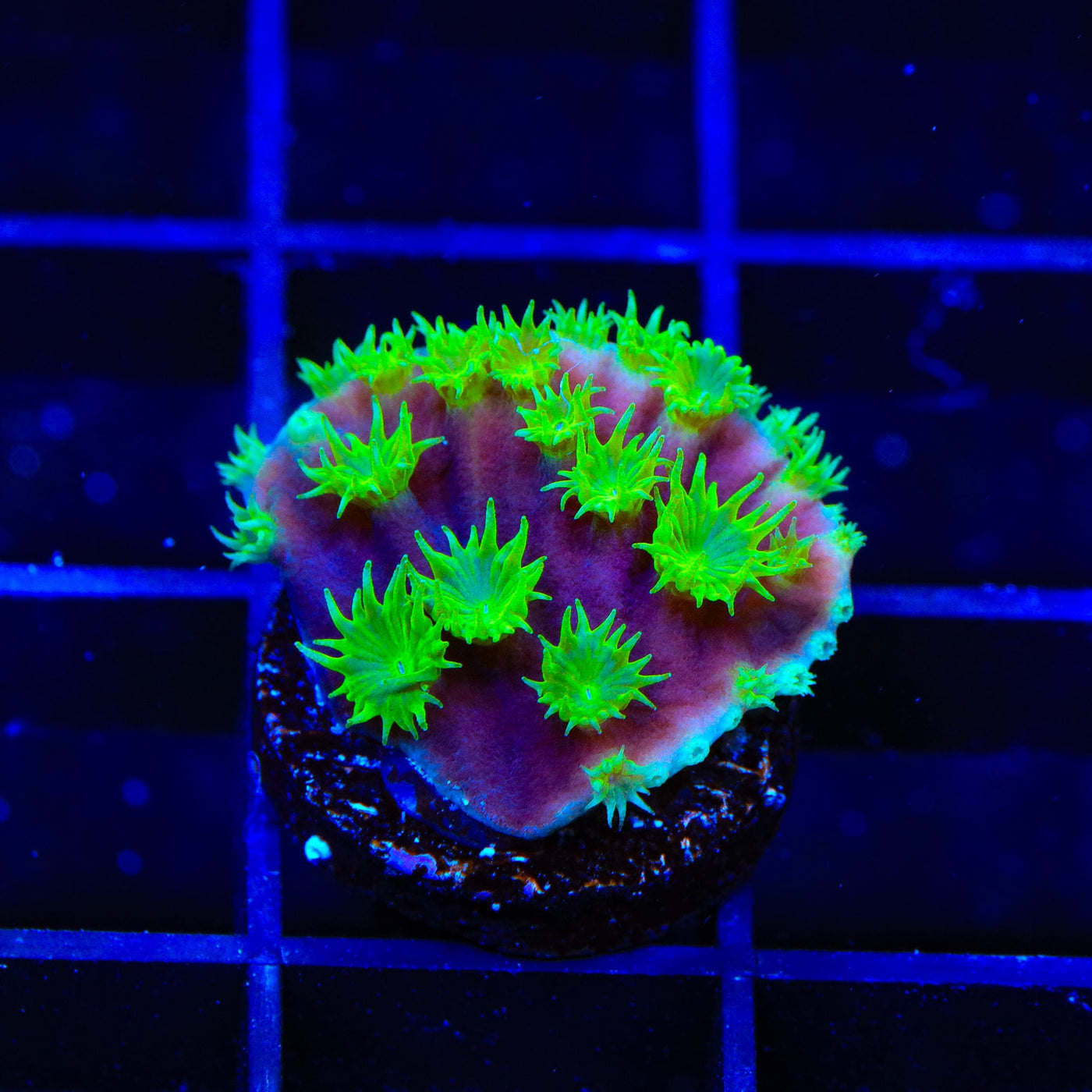 TSA Joker Scroll Coral