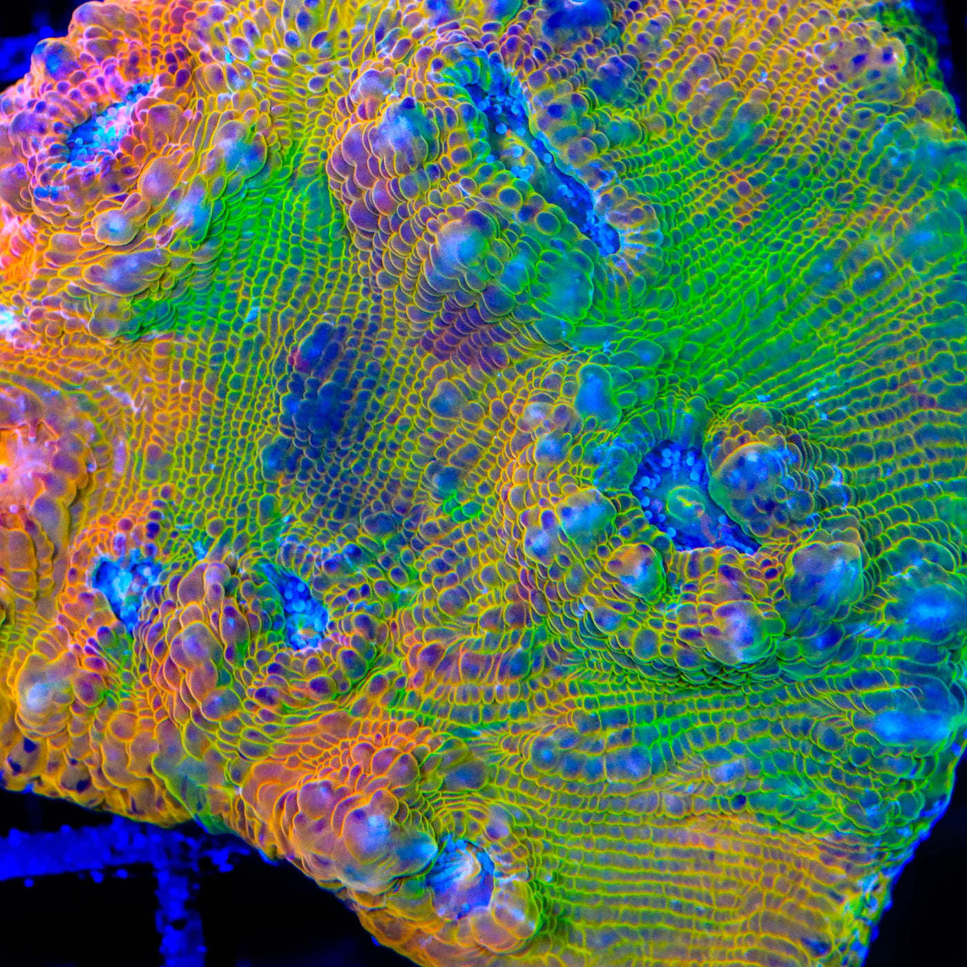 TSA Kaleidoscope Chalice Coral