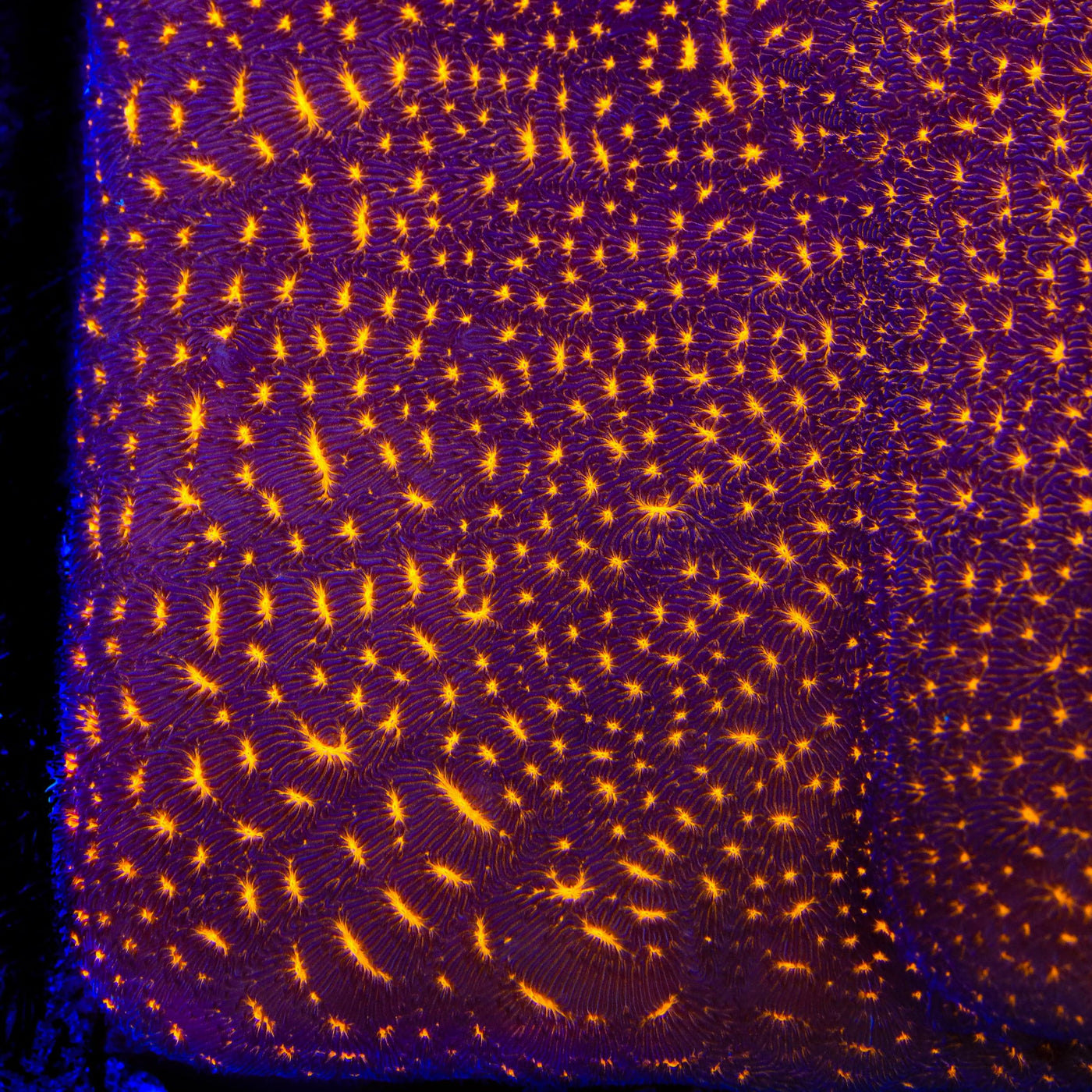 TSA Lava Field Leptoseris Coral