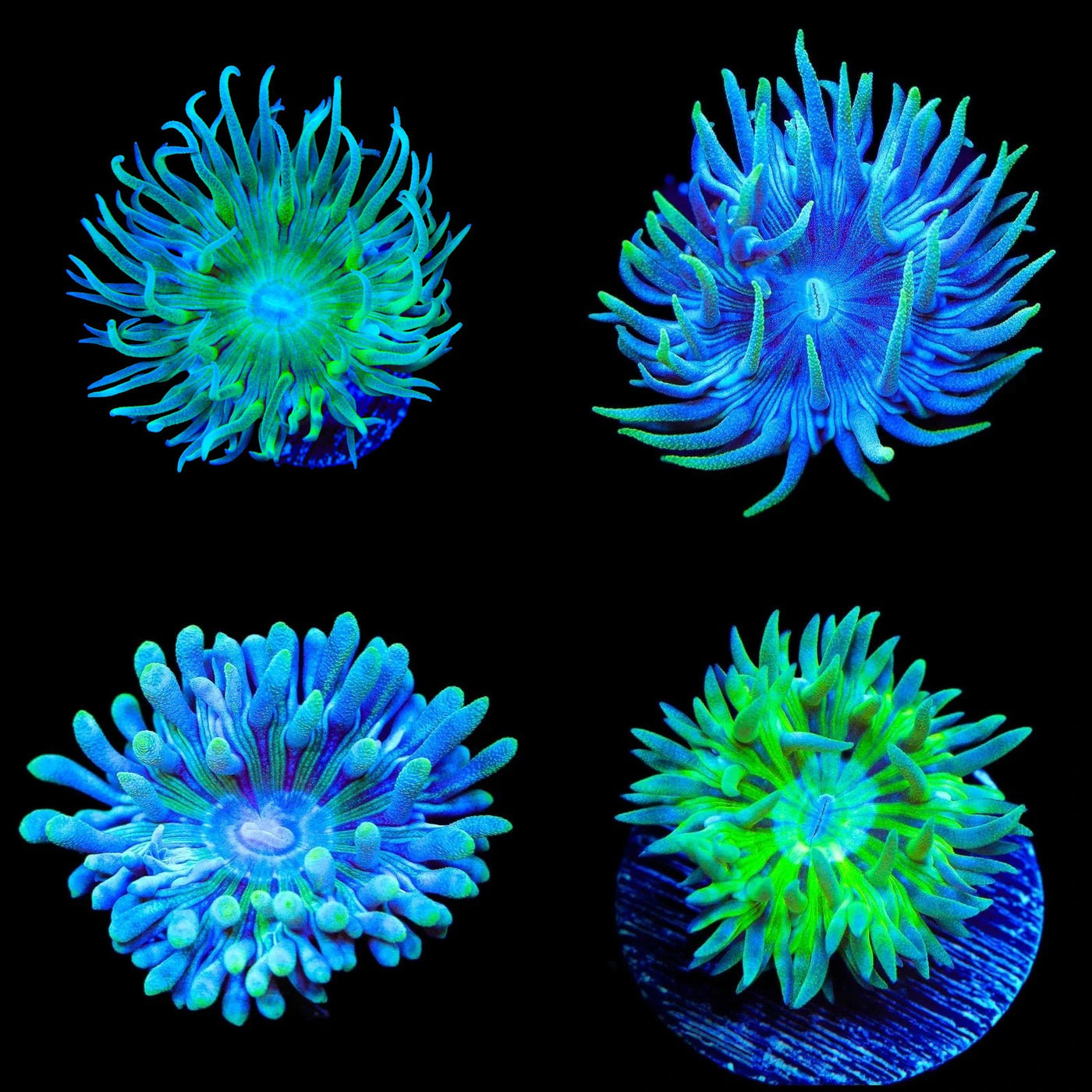 TSA Miscellaneous Duncan Coral