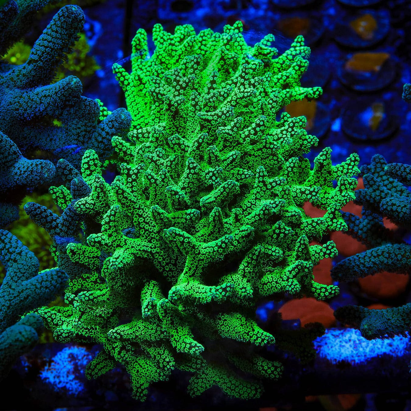 ORA Neon Green Birdsnest Coral