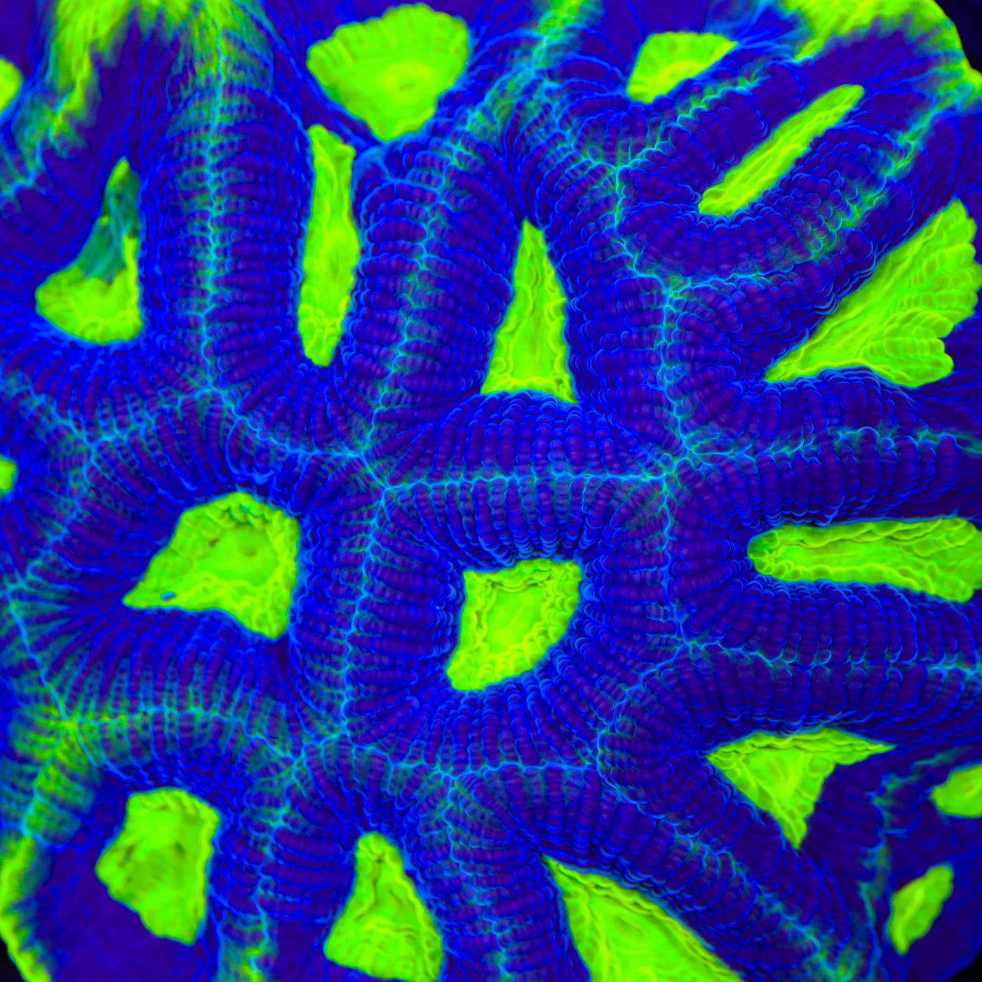 TSA Night Flyer Favia Coral