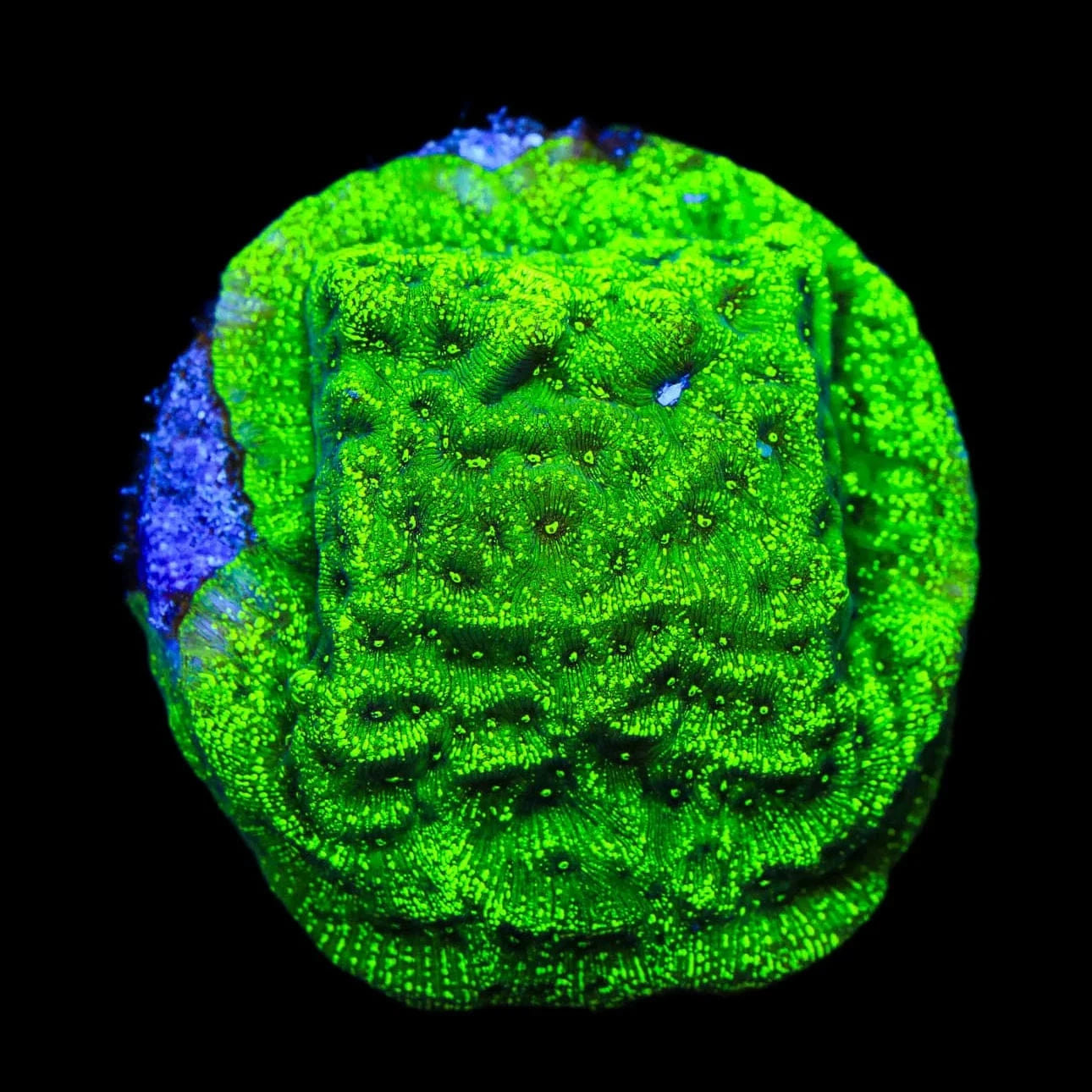 TSA Northern Lights Leptoseris Coral