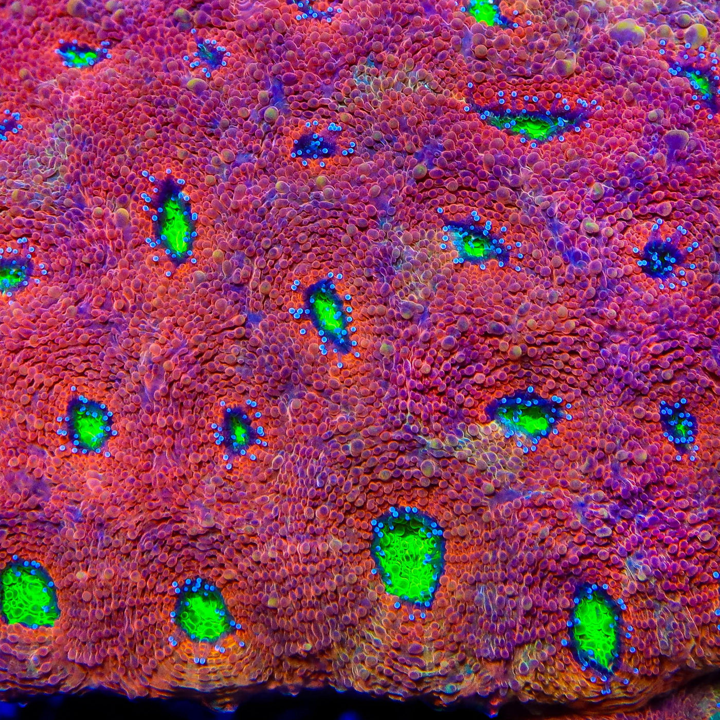 TSA Orange Lime Echinata Coral