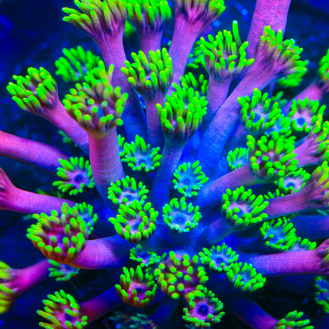 Hollywood Nights Goniopora Coral