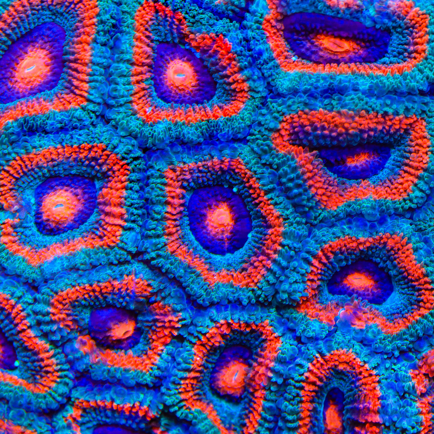 TSA Plasma Puff Micromussa Acan Coral