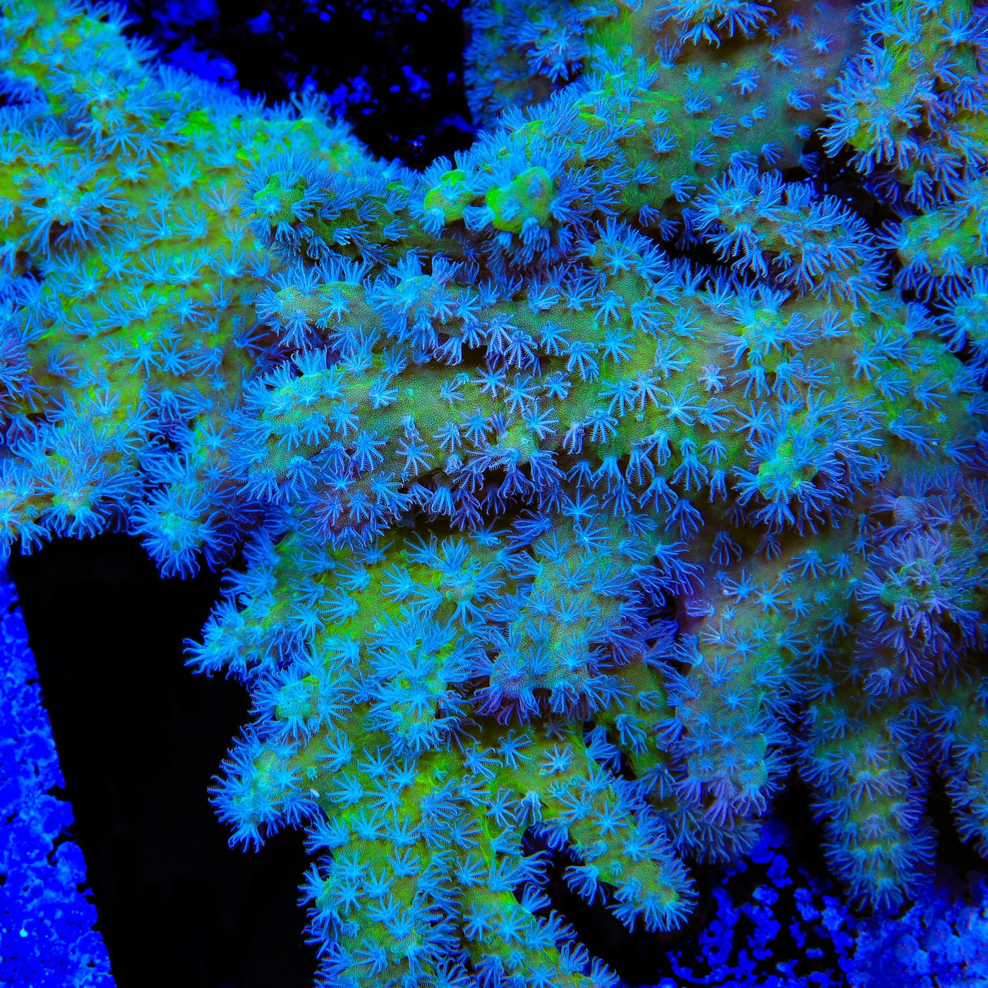 TSA Polydactyla Leather Coral