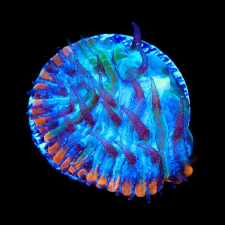 TSA Popsicle Aquacultured Plate Coral