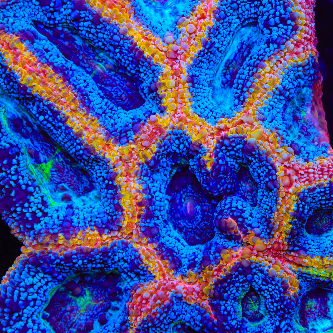 TSA Rainbow Dip Bowerbankii Coral