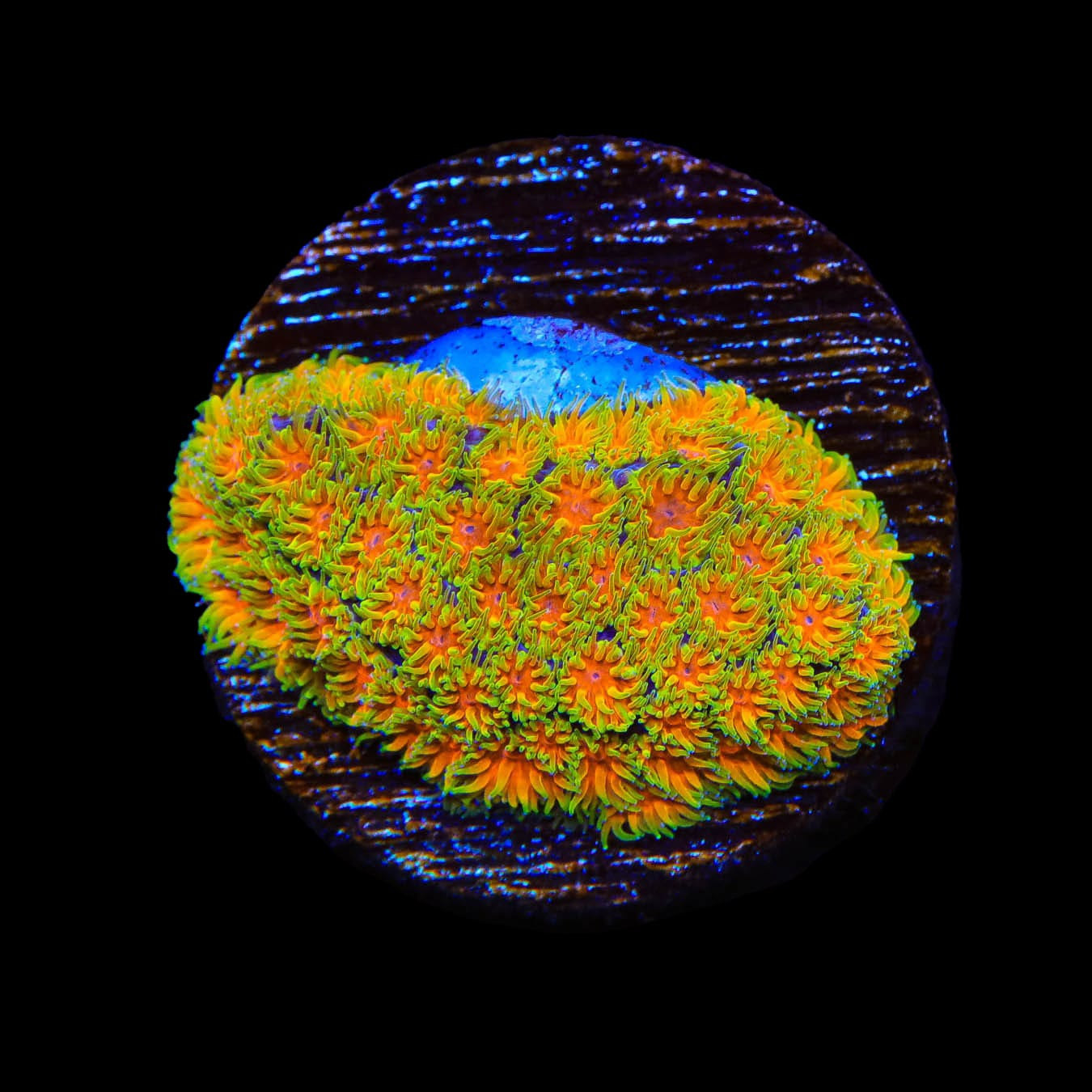 TSA Rising Sun Leptastrea Coral