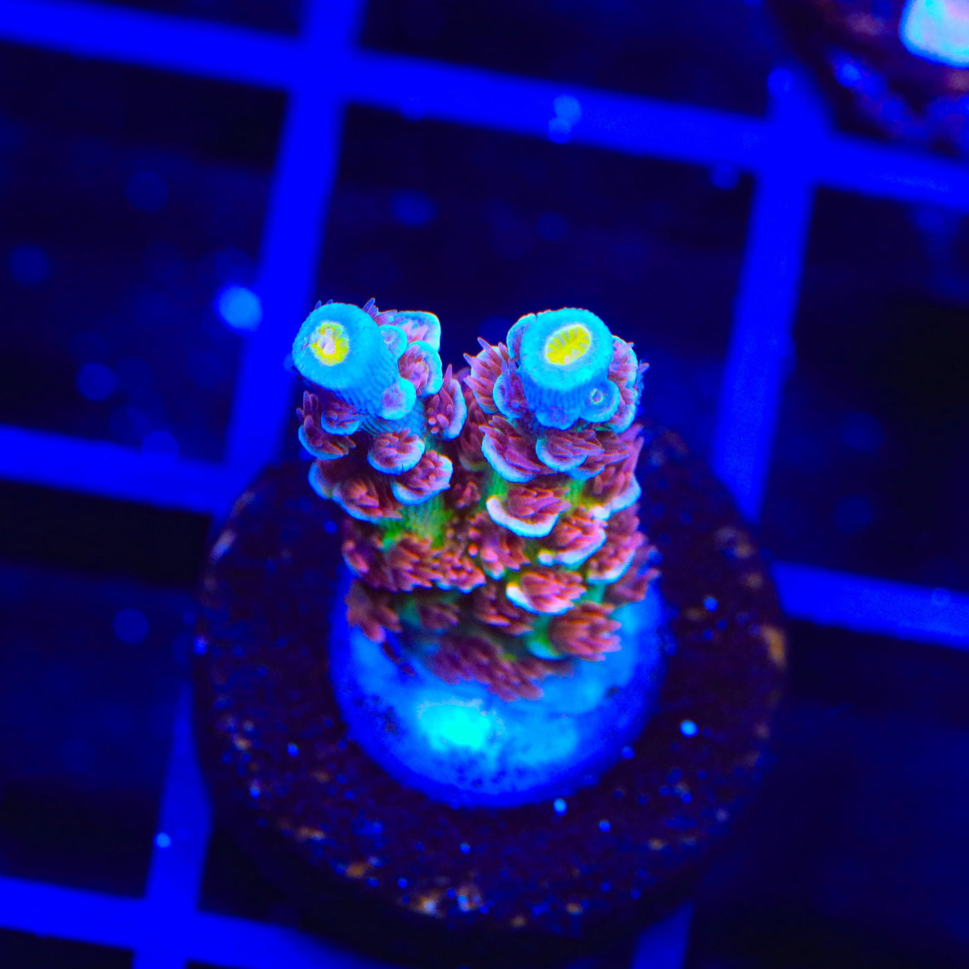TSA Rocky Balboa Tenuis Acropora Coral