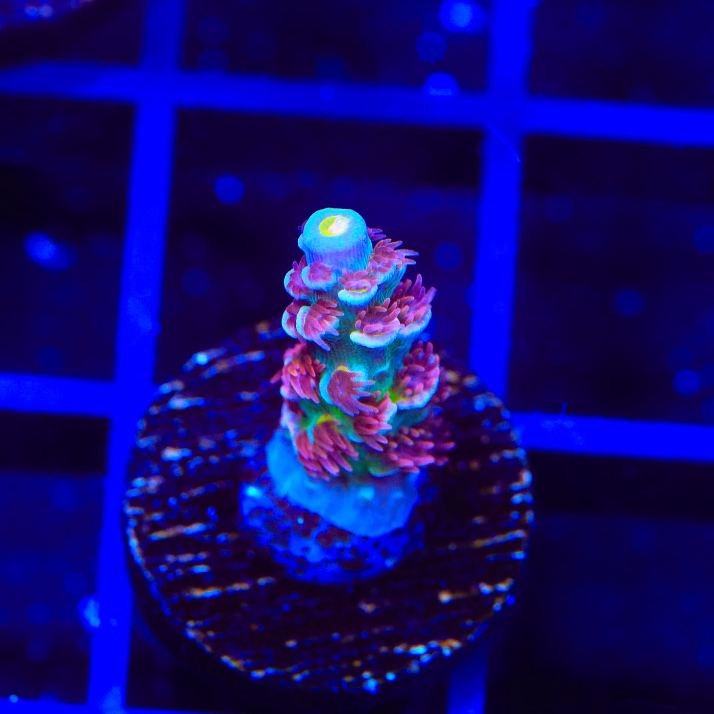 TSA Rocky Balboa Tenuis Acropora Coral