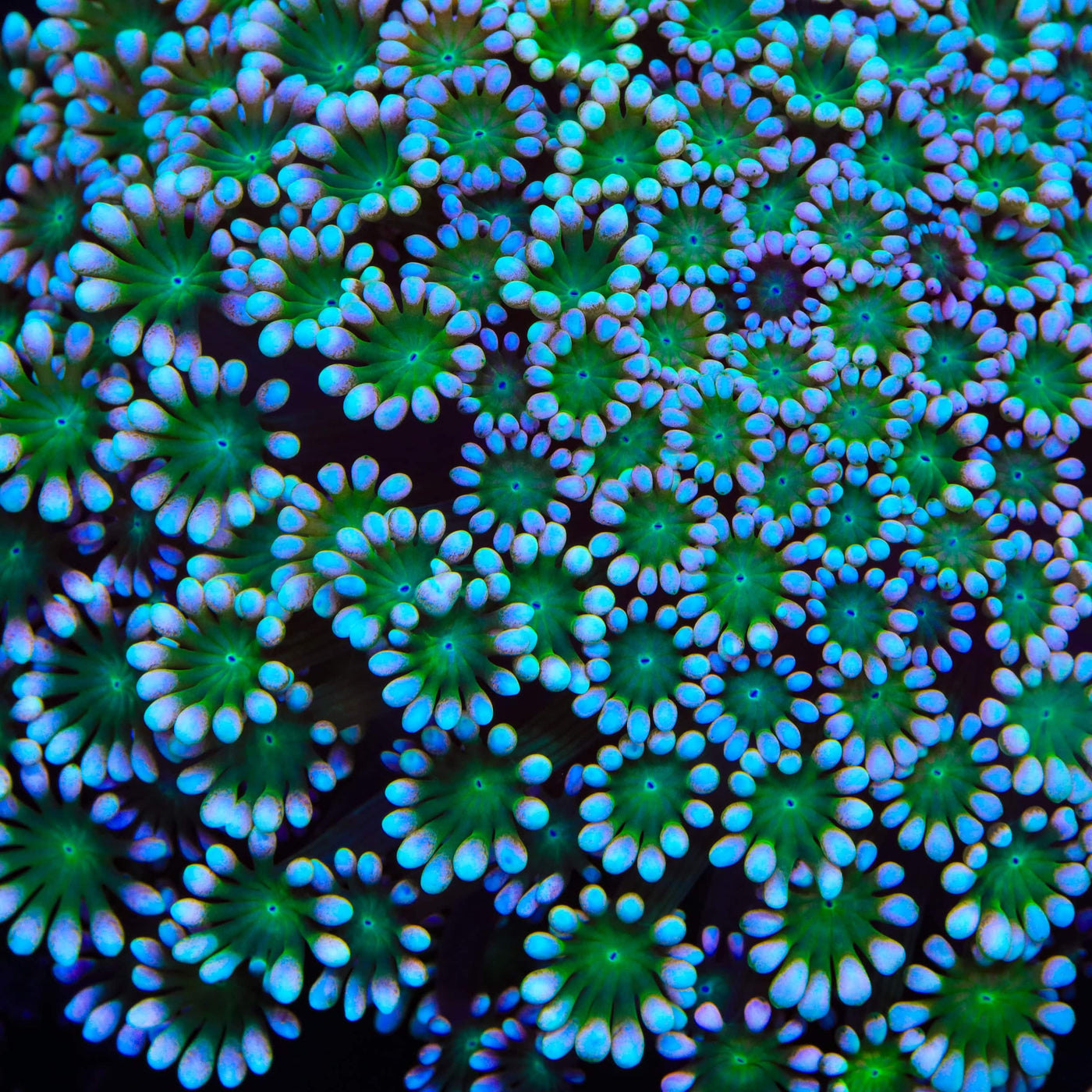 TSA Shrek Alveopora Coral