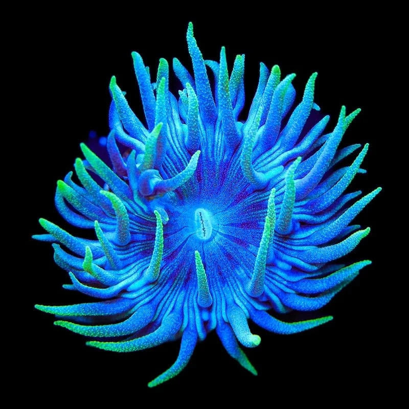 TSA Slam Duncan Coral