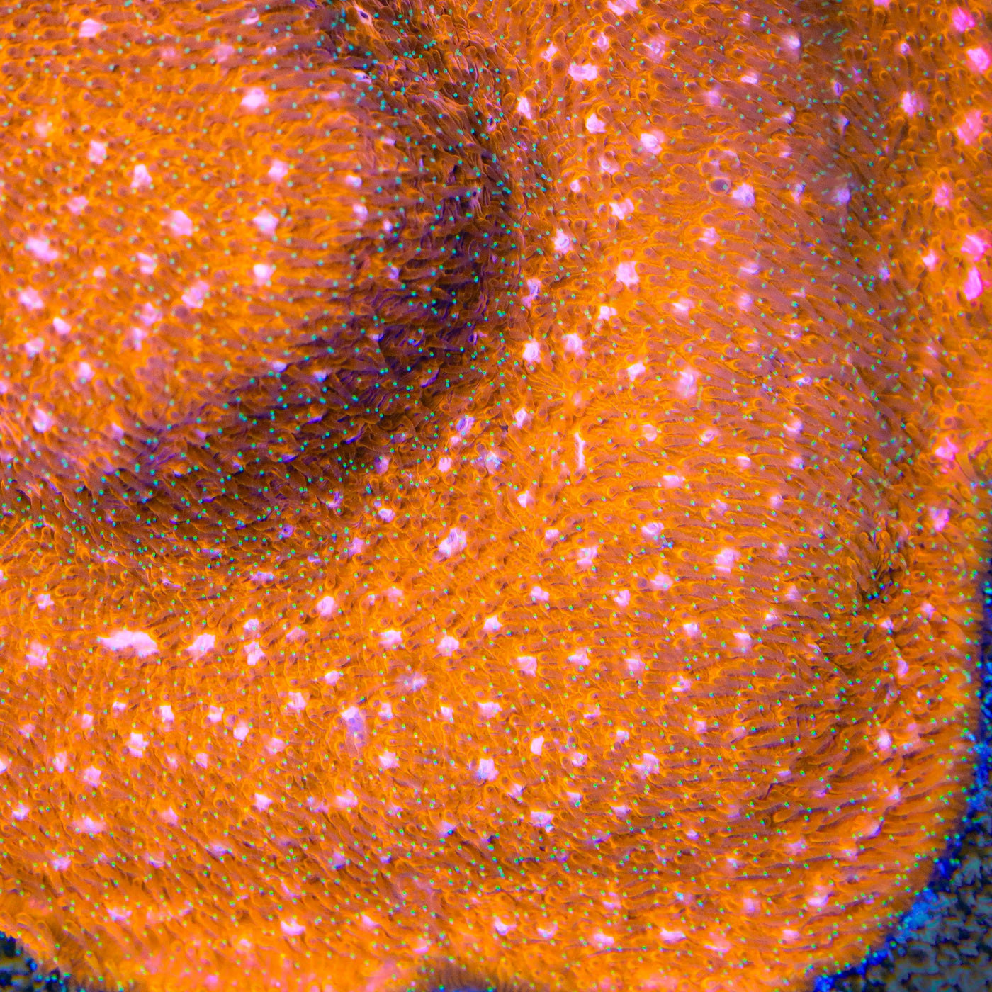 TSA Sour Orange Psammorcora Coral