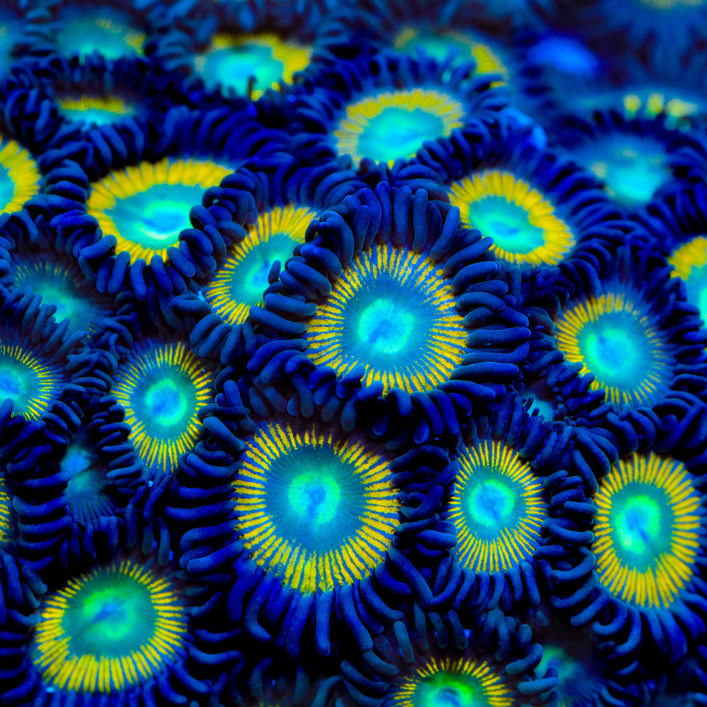 TSA Space Cadet Zoanthids Coral