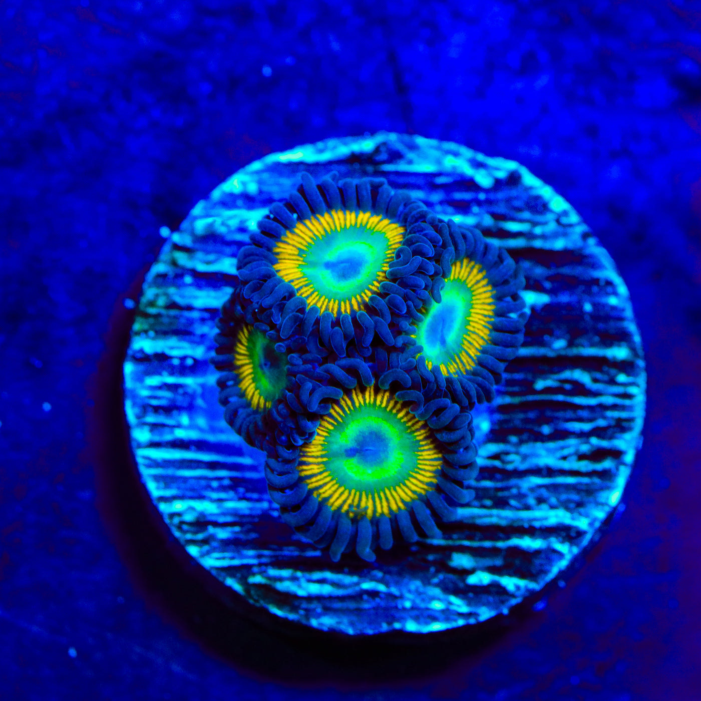 TSA Space Cadet Zoanthids Coral