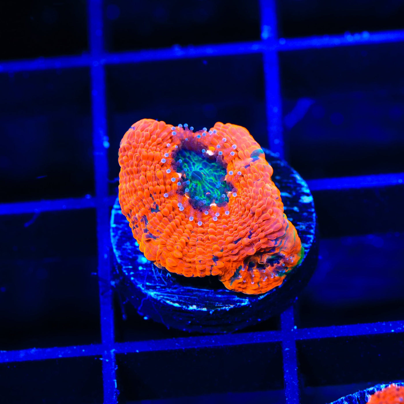 TSA Splash of Juice Echinata Coral