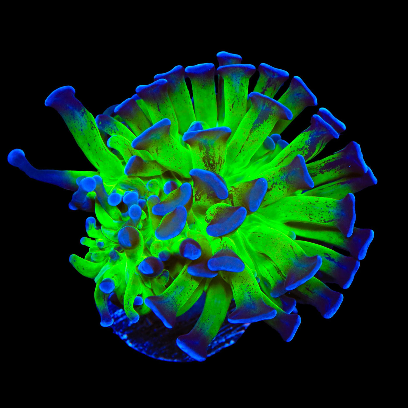 TSA Splatter Stalk Hammer Coral