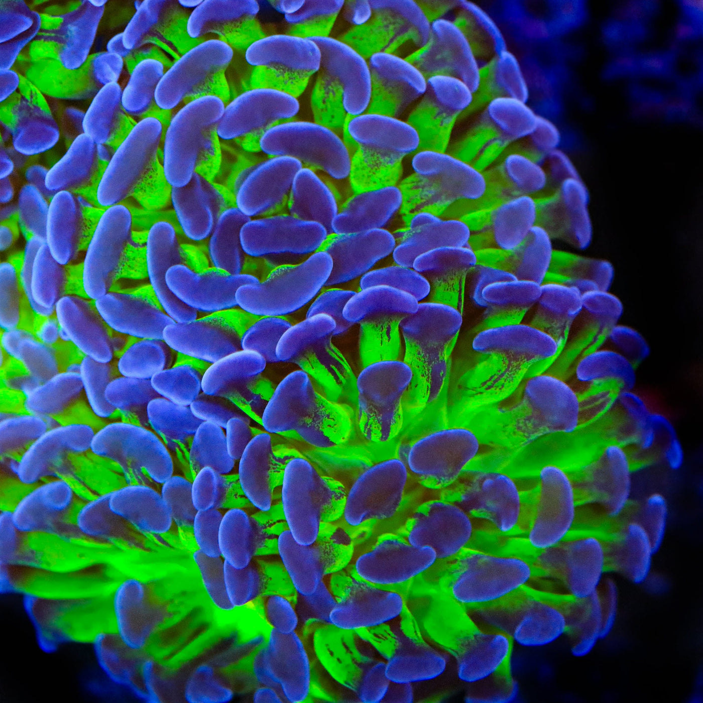 TSA Splatter Stalk Hammer Coral