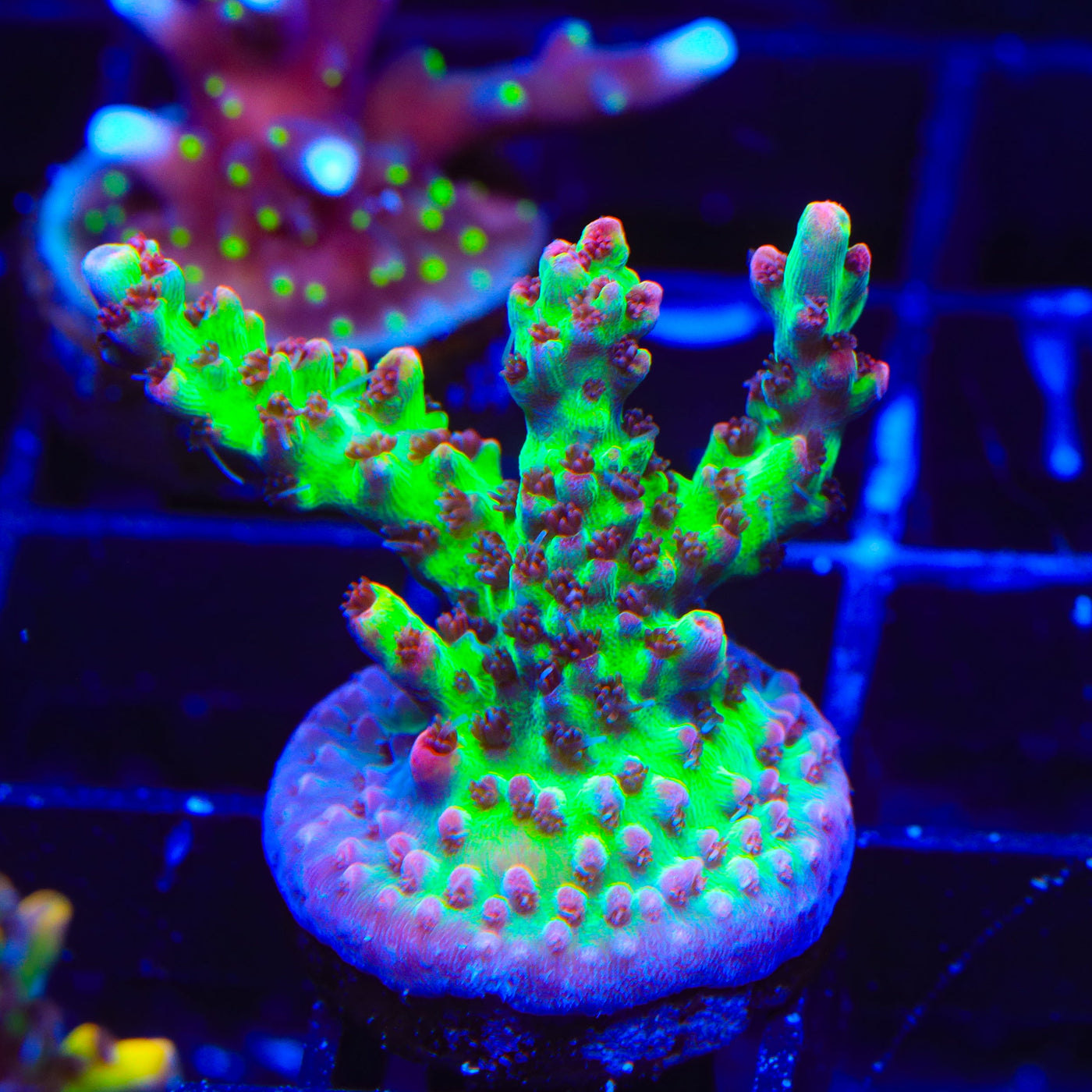TSA Strawberry Shortcake Acropora Coral