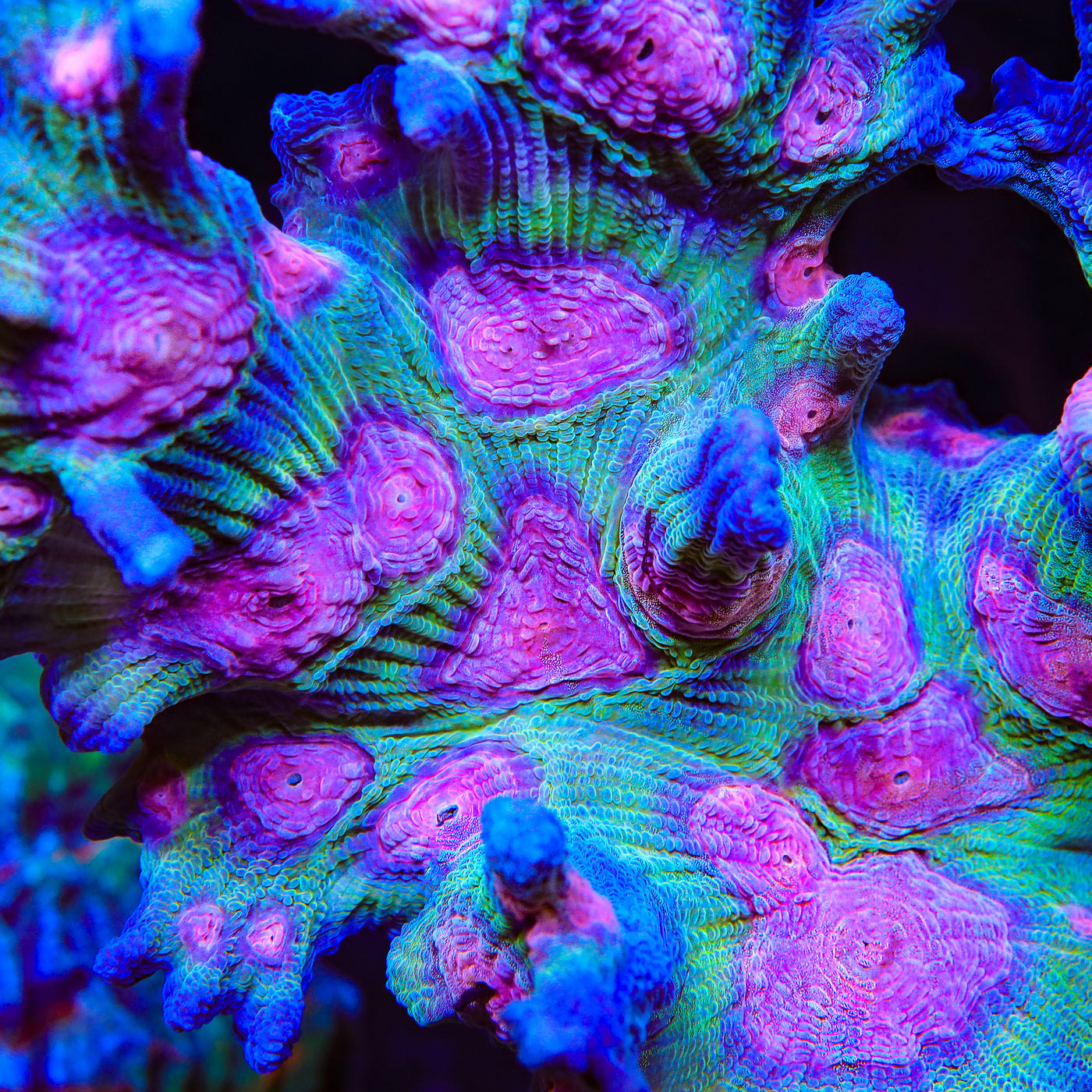 TSA Sugar Storm Pectinia Coral