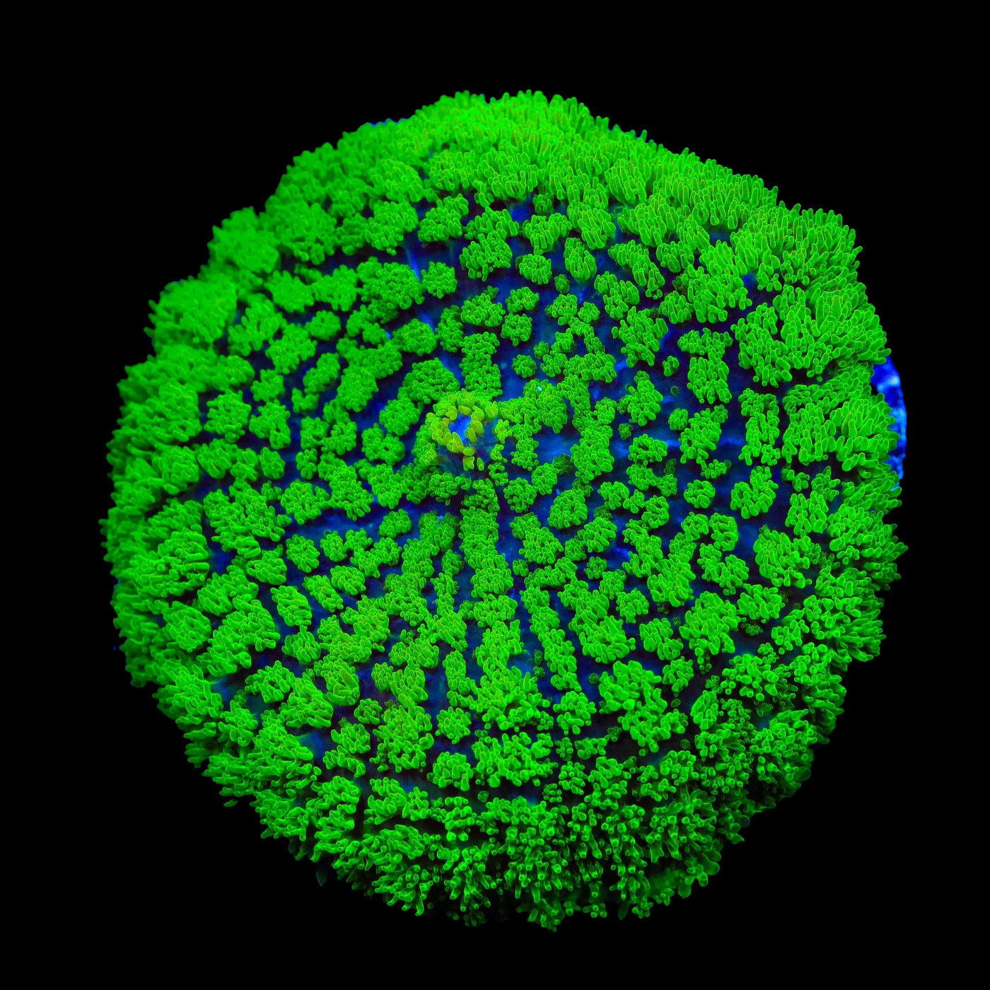 TSA Swamp Thing Mushroom Coral