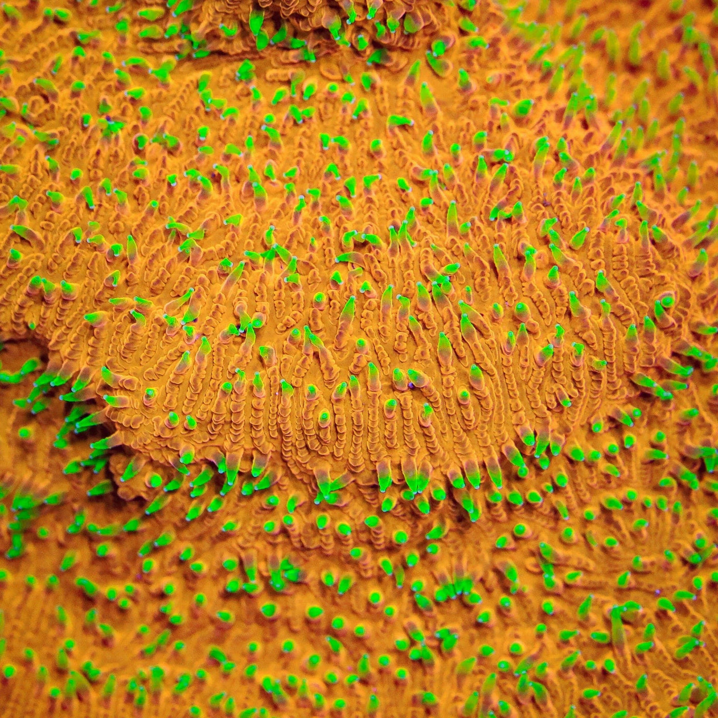 TSA Thornberry Lithophyllon Coral