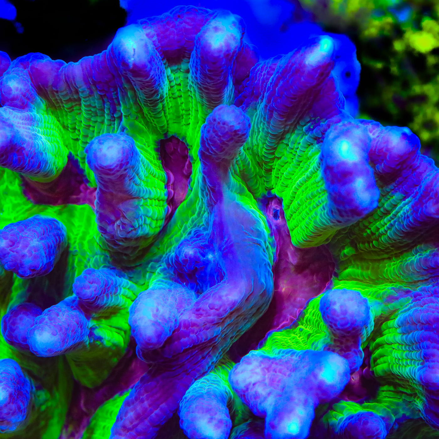 TSA Sour Spirit Pectinia Coral