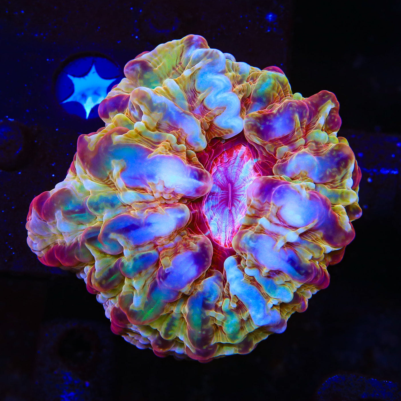 Ultra Rainbow Indophyllia Coral