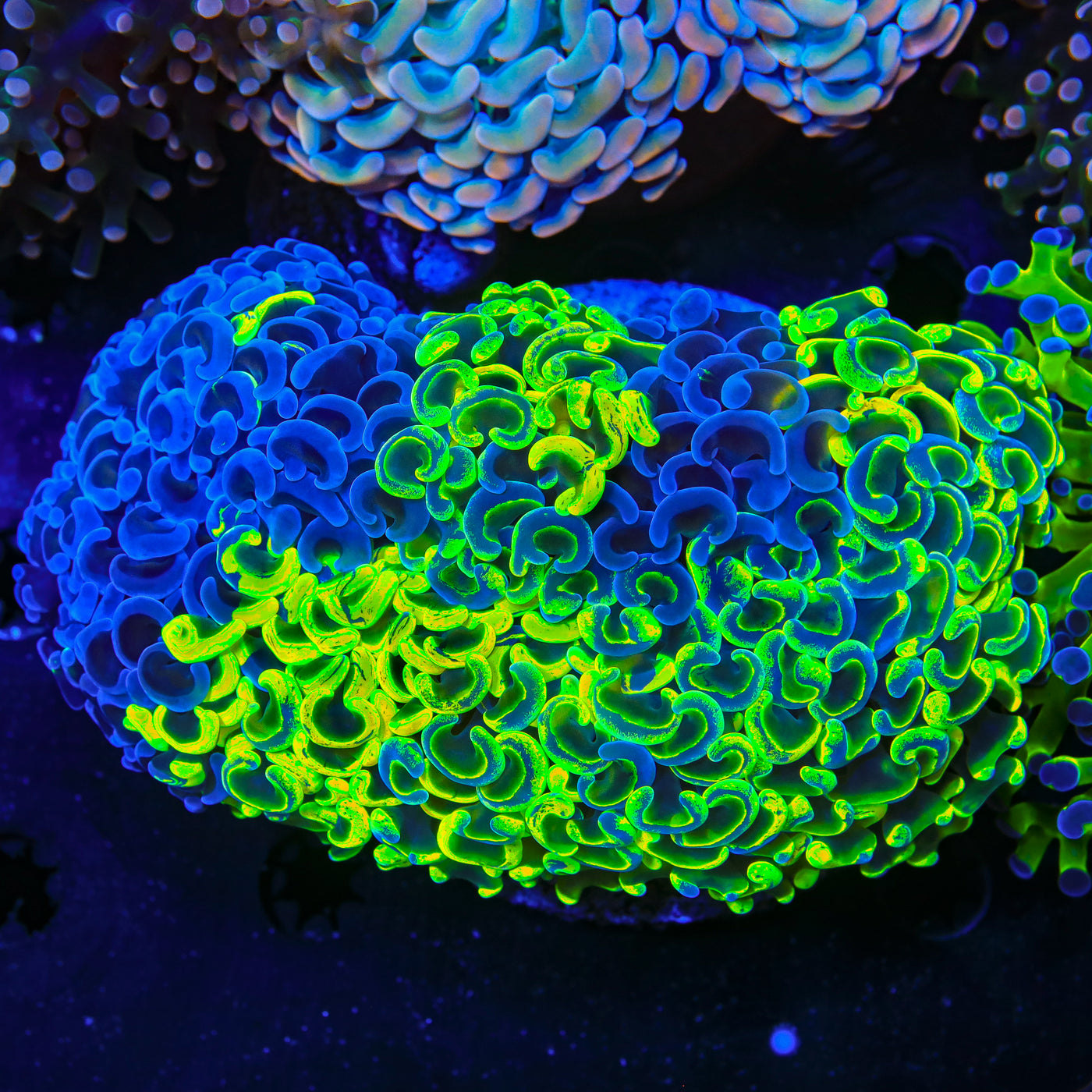 Ultra Rainbow Wall Hammer Coral