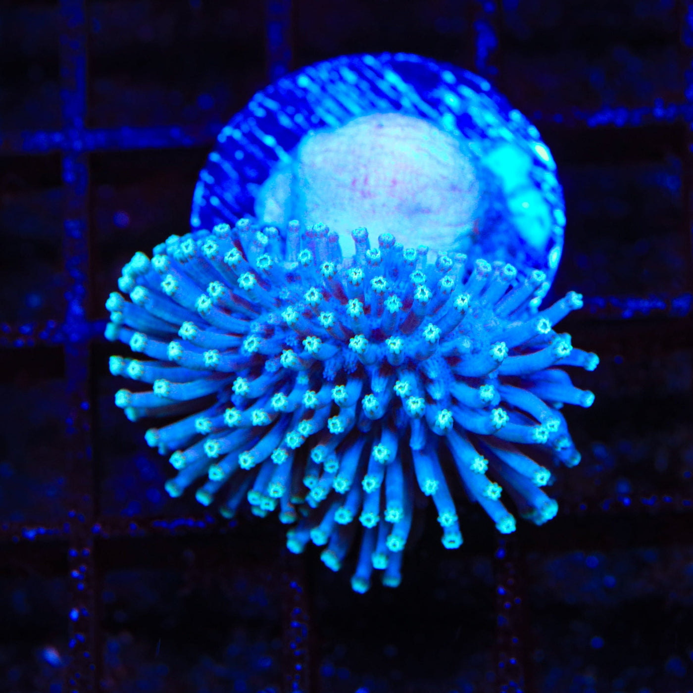 White Tip Toadstool Leather Coral