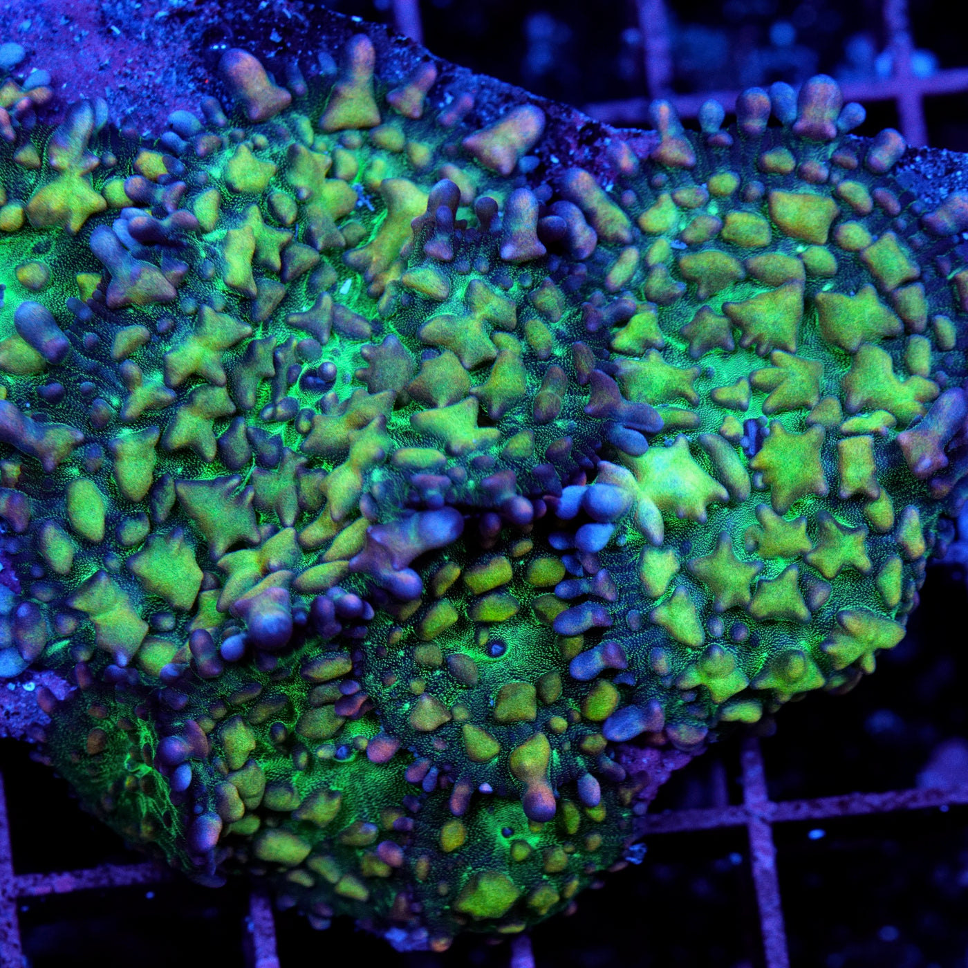 Warp Zone Mushroom Coral