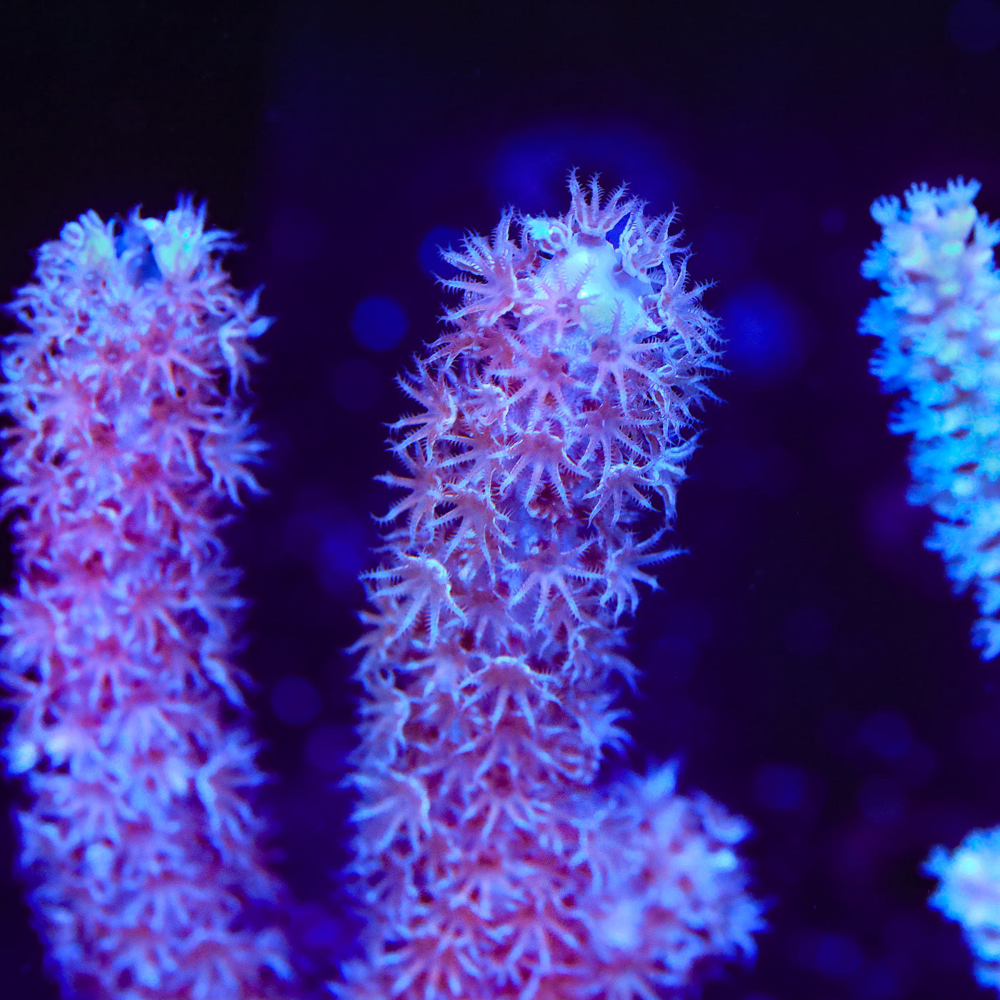 TSA Whirlwind Gorgonian Coral